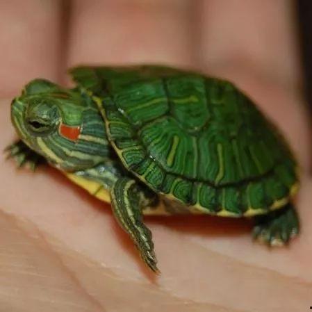 红乌龟图片,自然界的瑰宝